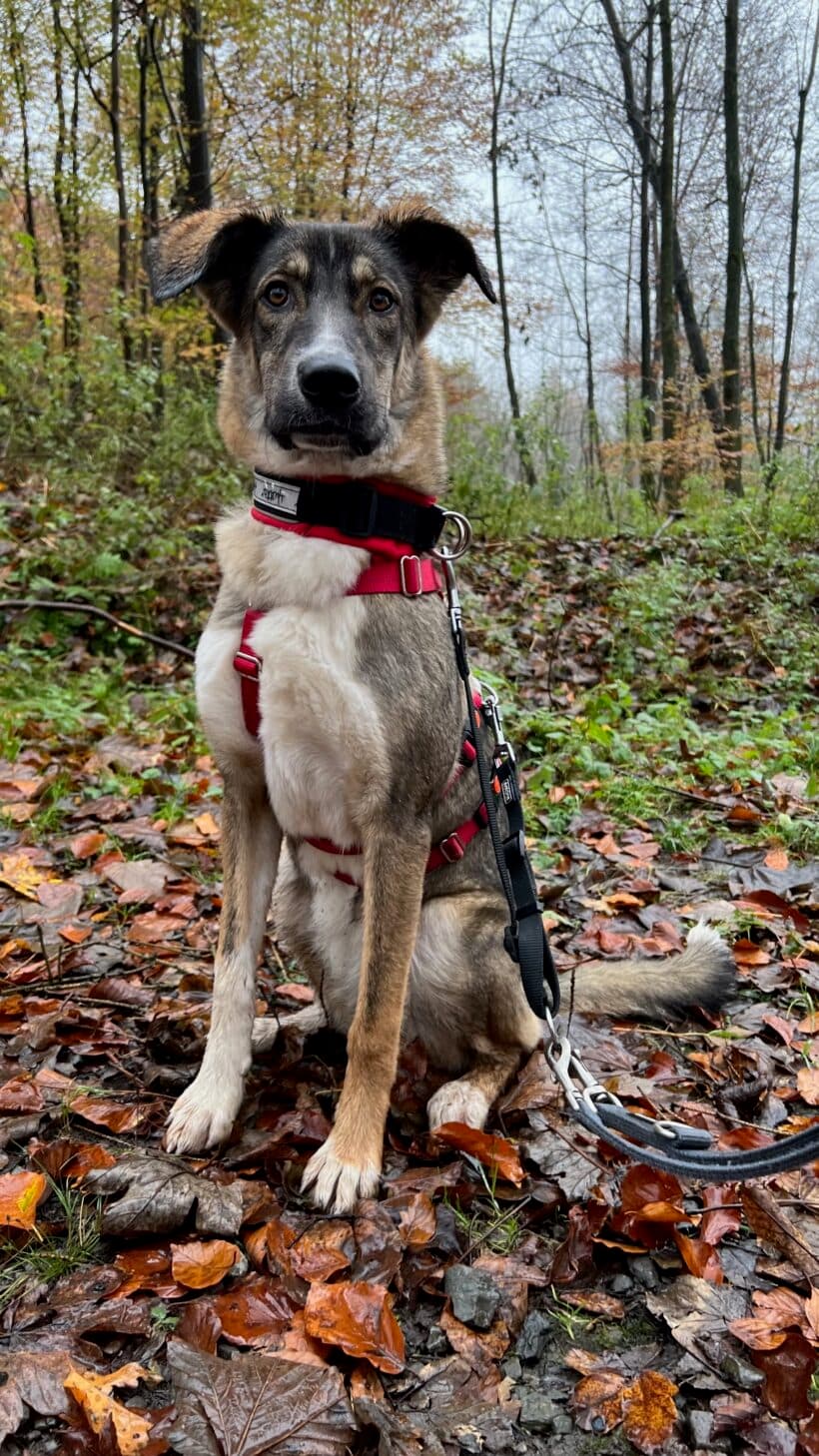 Sami - Deutscher Schäferhund, Border Collie - Bild 2