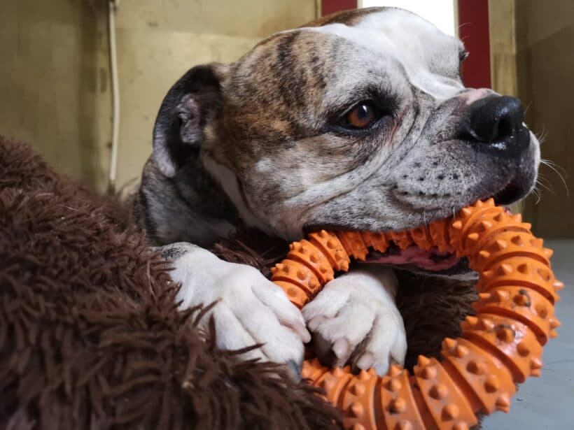 Englische Bulldogge-Mix Odin