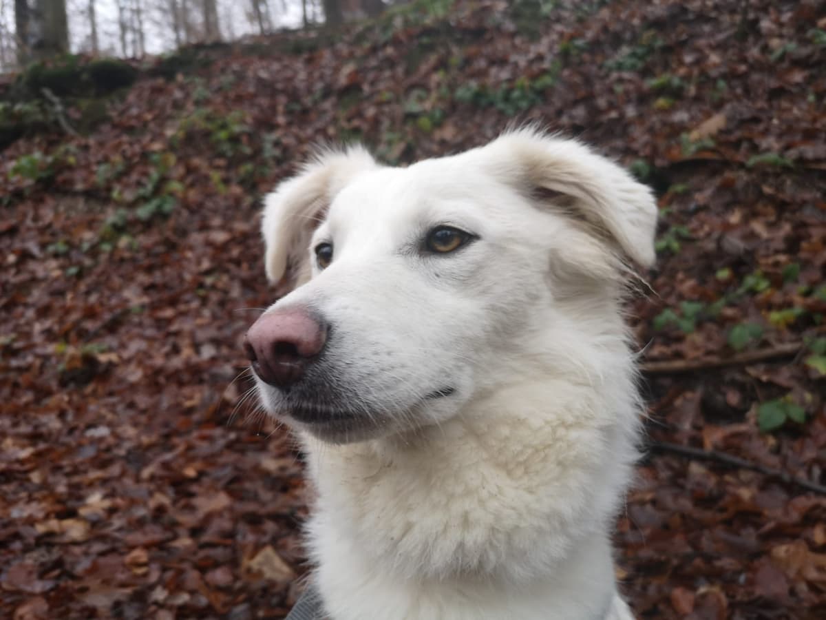 Mara - - Bild 1