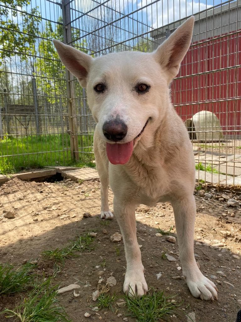 Hajnal - Labrador Retriever, Deutscher Schäferhund - Bild 4