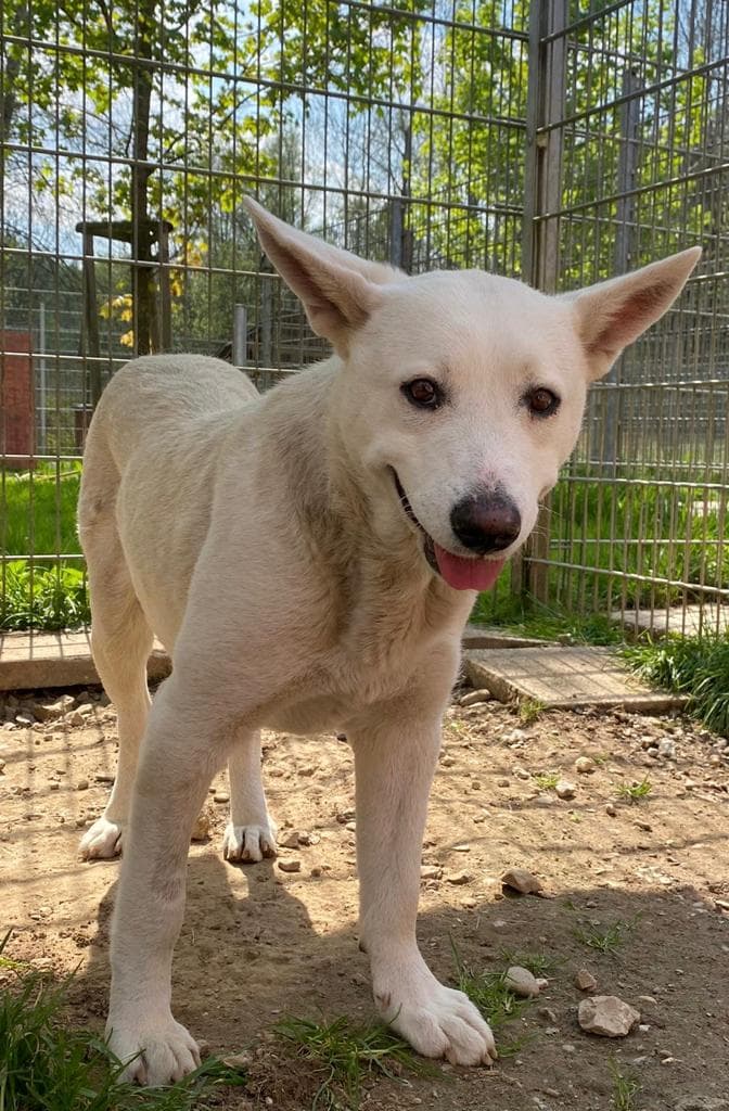 Hajnal - Labrador Retriever, Deutscher Schäferhund - Bild 2