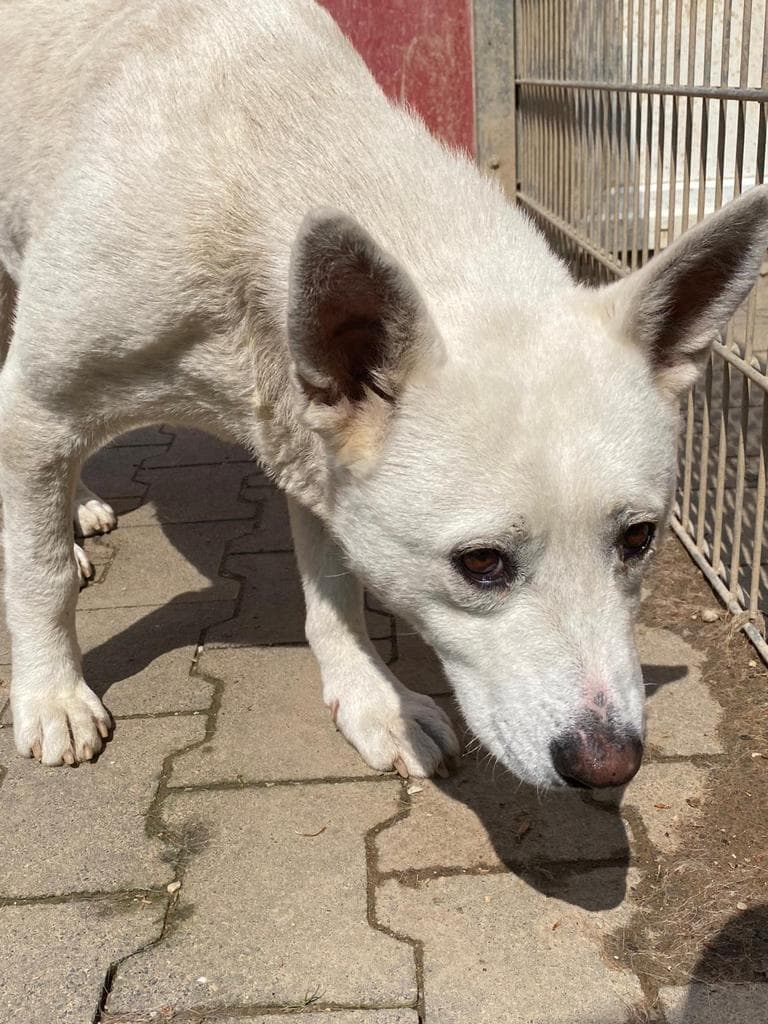 Hajnal - Labrador Retriever, Deutscher Schäferhund - Bild 5