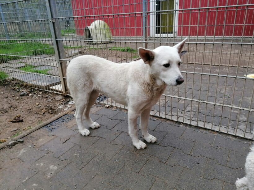 Hajnal - Labrador Retriever, Deutscher Schäferhund - Bild 3