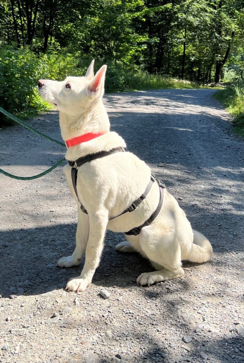 Hajnal - Labrador Retriever, Deutscher Schäferhund - Bild 1