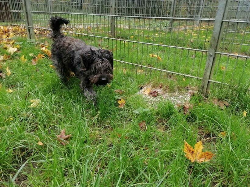 Hanni - - Bild 2