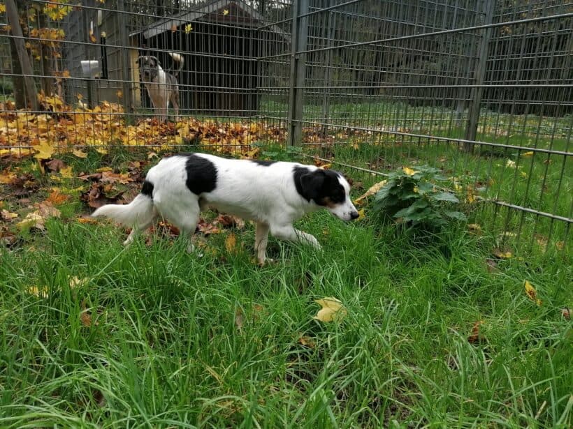 Casper - - Bild 1
