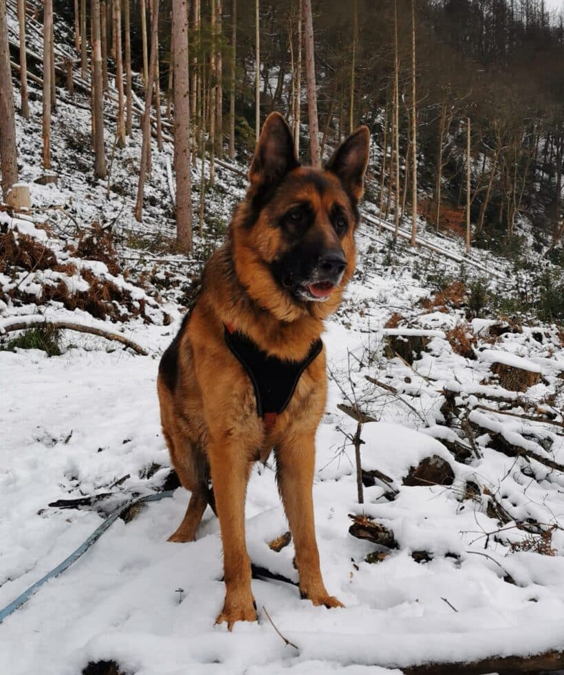 Samy - Deutscher Schäferhund - Bild 2