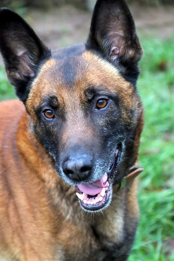 Belgischer Schäferhund Dexter