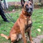 Dexter - Belgischer Schäferhund - Bild 3