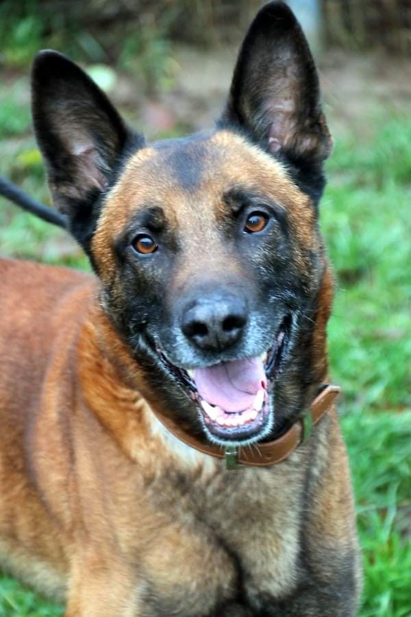 Dexter - Belgischer Schäferhund - Bild 4