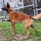 Dexter - Belgischer Schäferhund - Bild 7