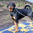 Elfriede - Rottweiler - Bild 7