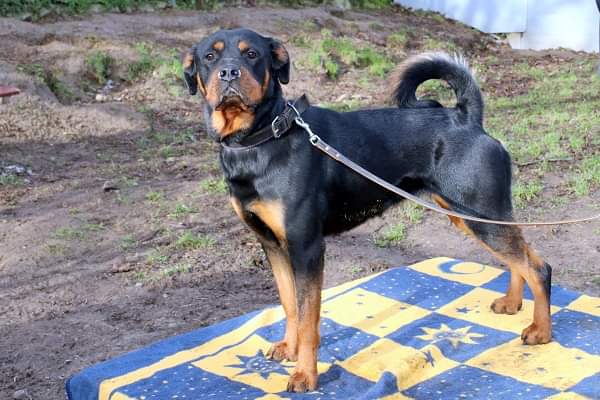 Elfriede - Rottweiler - Bild 6