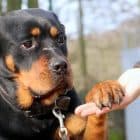 Elfriede - Rottweiler - Bild 9
