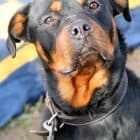 Elfriede - Rottweiler - Bild 5
