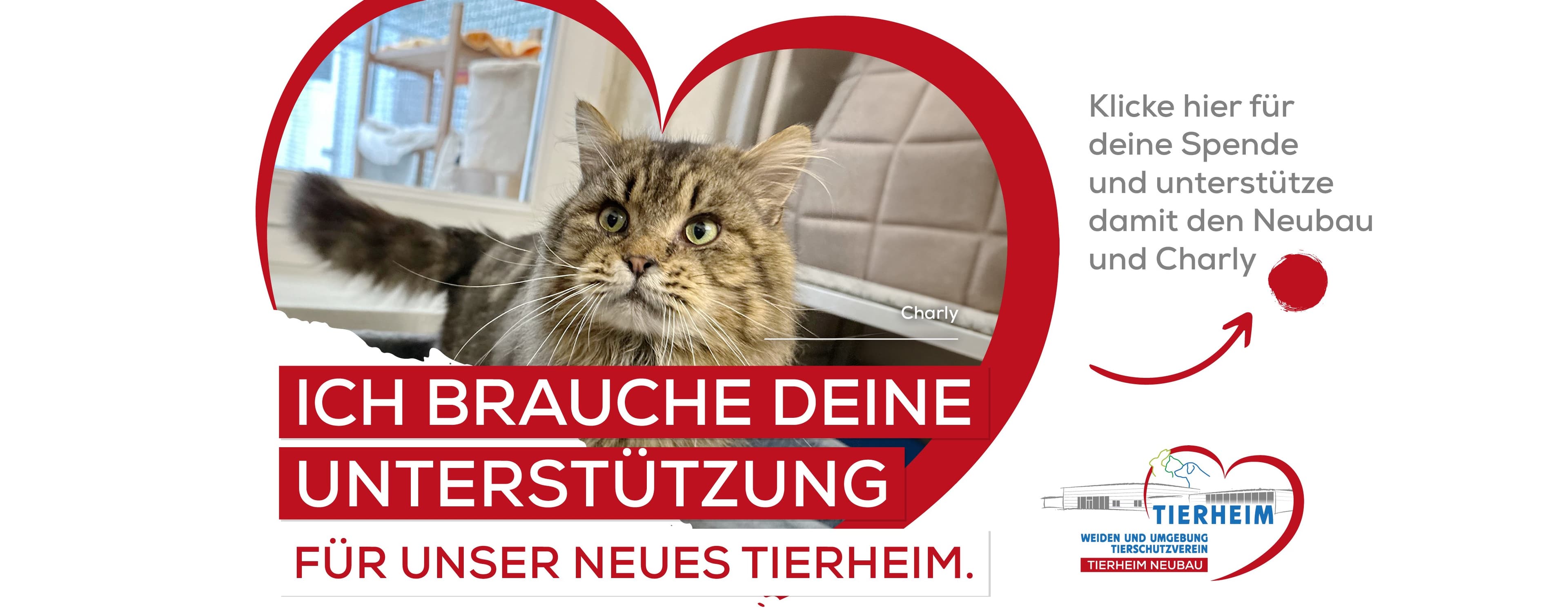 Falco - Rhodesian Ridgeback - Bild 2