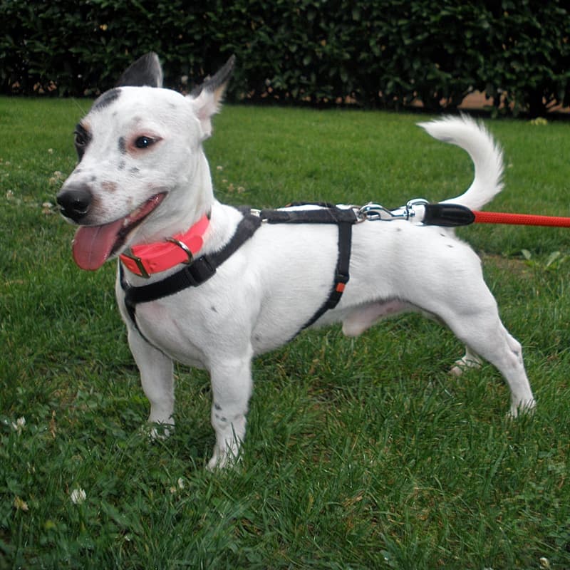 Jack Russell Terrier Jack