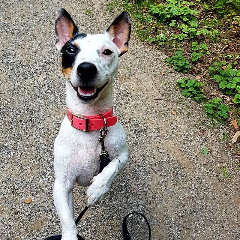 Jack - Jack Russell Terrier - Bild 2