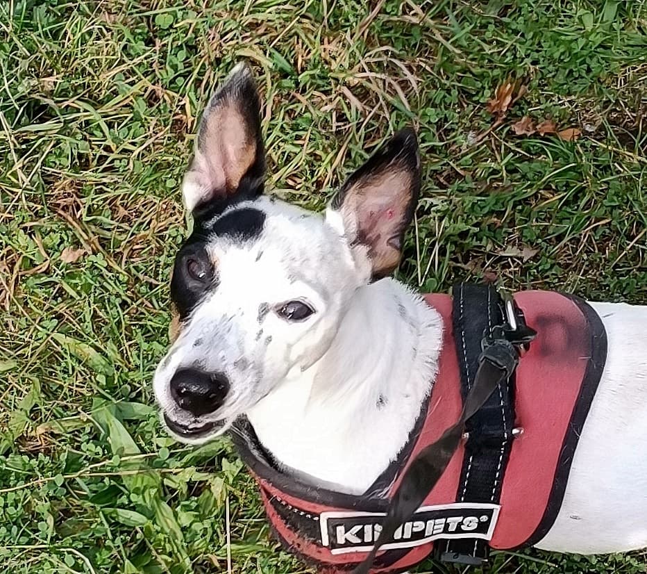 Jack - Jack Russell Terrier - Bild 12