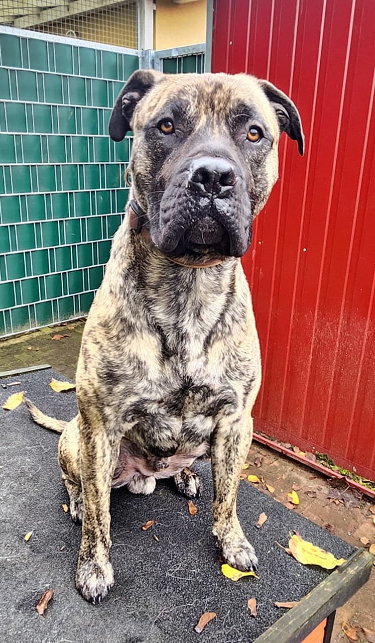 Knutschkugel baba - Deutsche Dogge - Bild 11