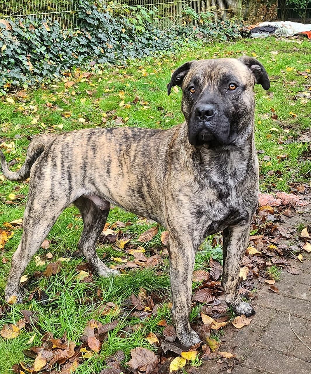 Knutschkugel baba - Deutsche Dogge - Bild 17