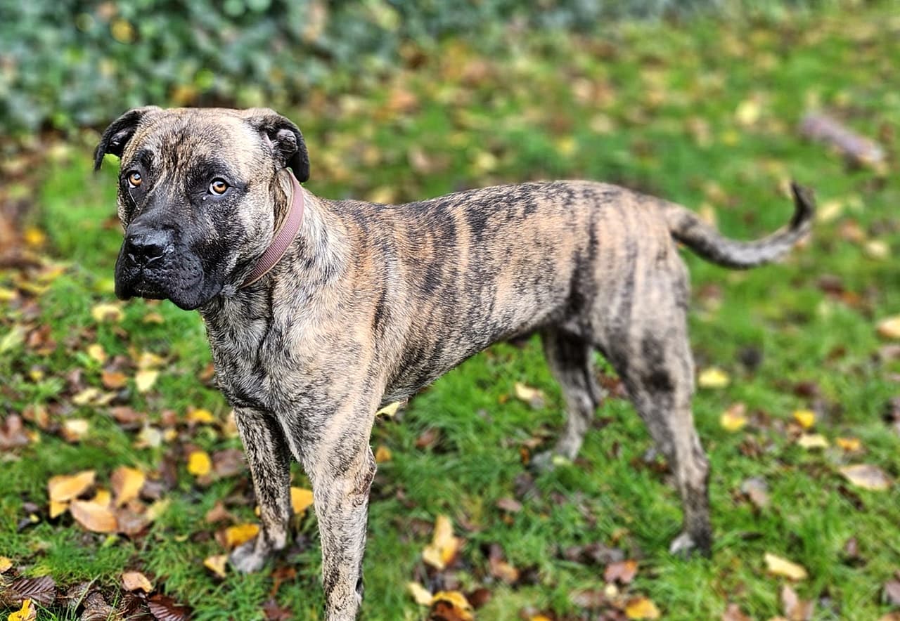 Knutschkugel baba - Deutsche Dogge - Bild 6