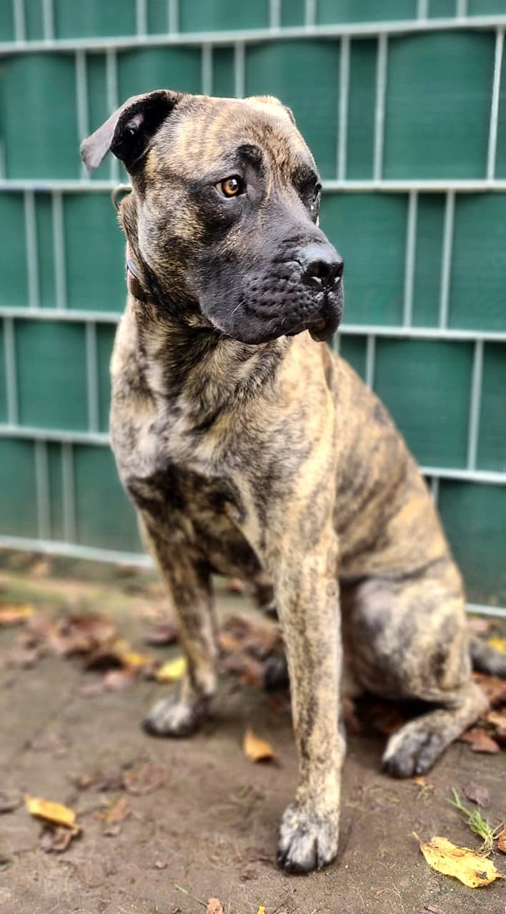 Knutschkugel baba - Deutsche Dogge - Bild 7