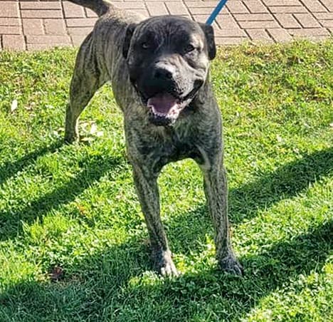 Deutsche Dogge-Mix Knutschkugel baba