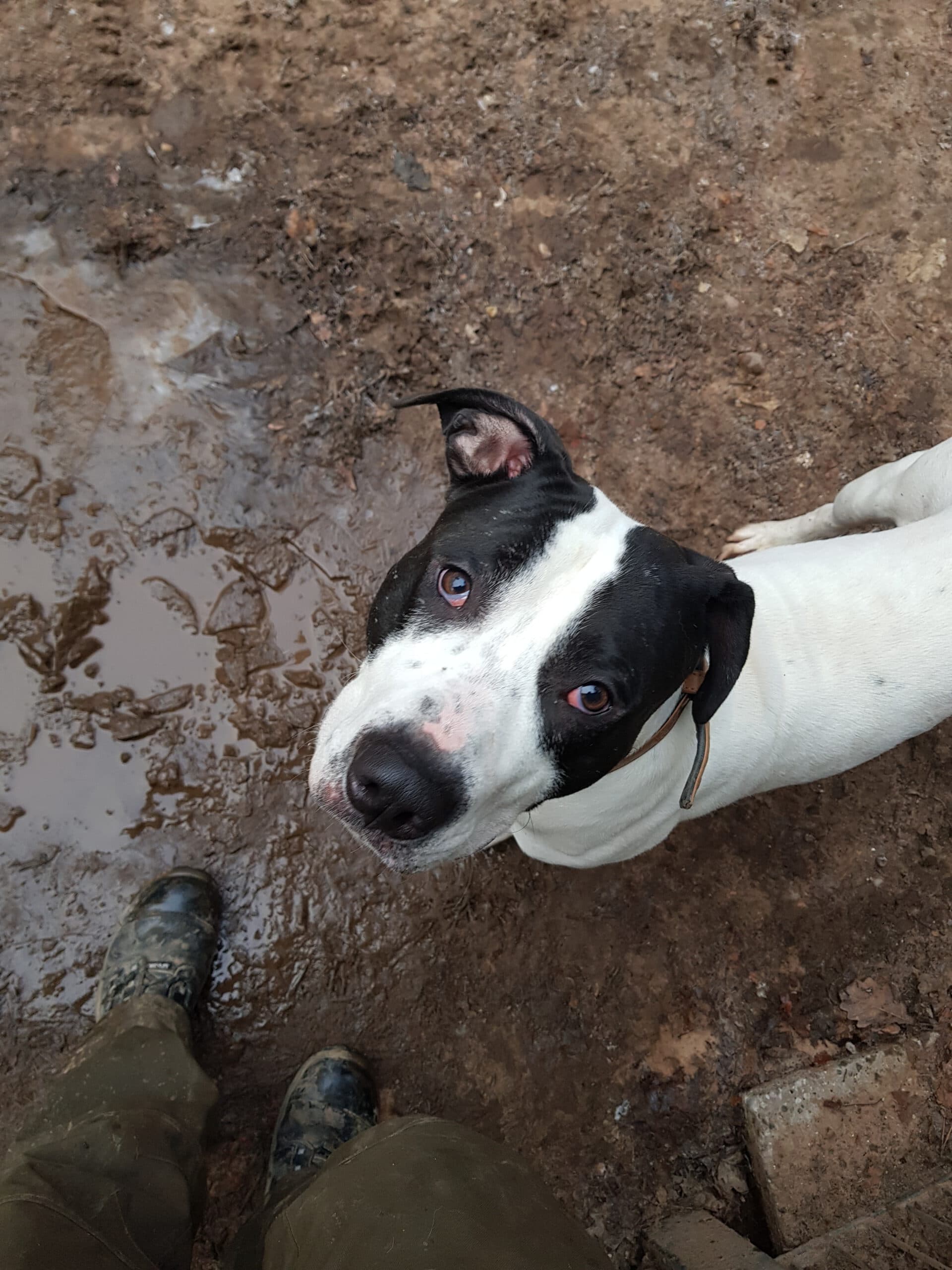 Cookie - American Staffordshire Terrier - Bild 2