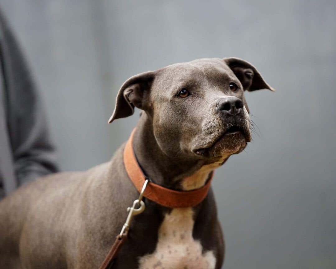 Bonnie - American Staffordshire Terrier - Bild 2