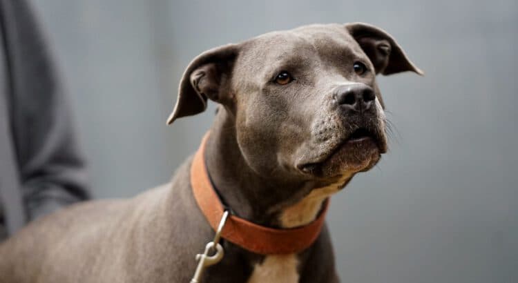 Bonnie - American Staffordshire Terrier - Bild 1