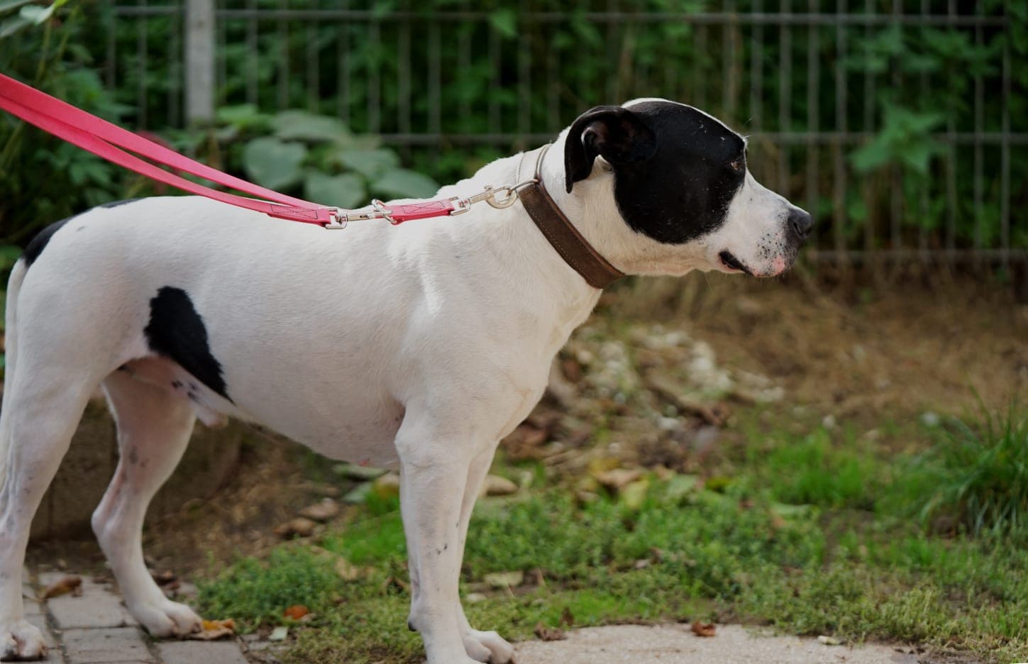 Cookie - American Staffordshire Terrier - Bild 6