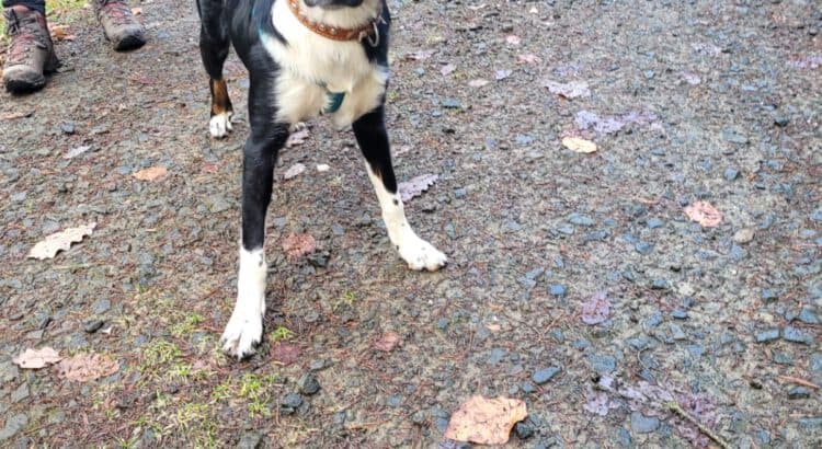 Border Collie-Mix Alma