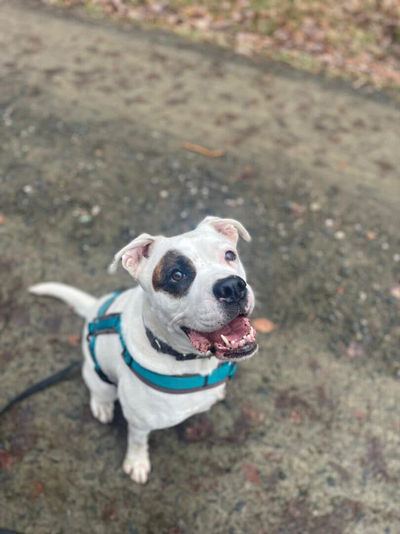 Emma - Englische Bulldogge - Bild 4