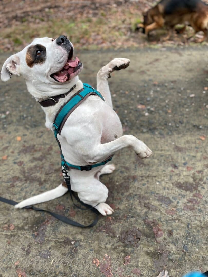 Emma - Englische Bulldogge - Bild 3