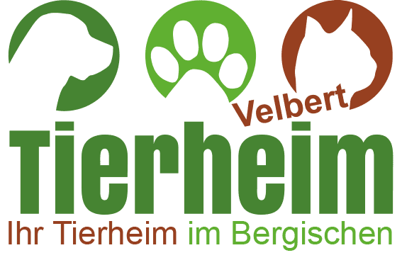 Husky-mix - Siberian Husky - Bild 1