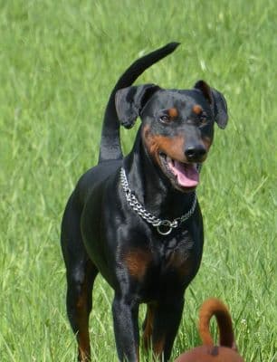 Deutscher Pinscher Anouk