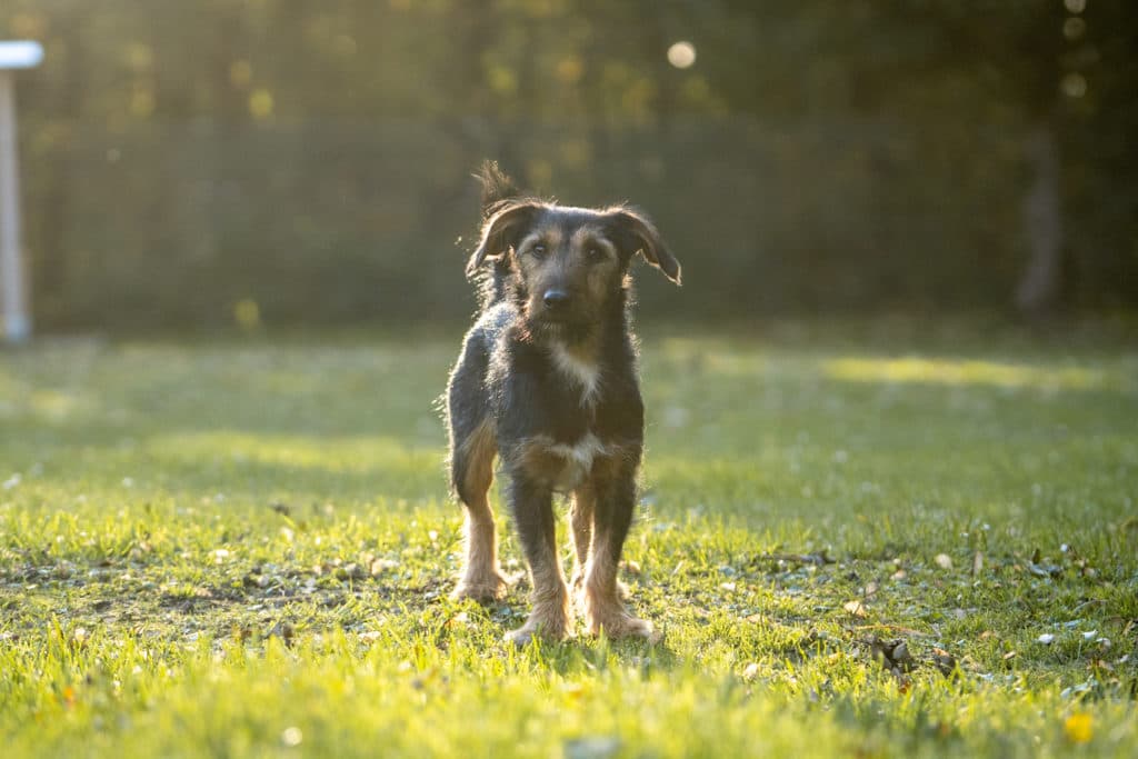 Lucky - Dackel - Bild 9