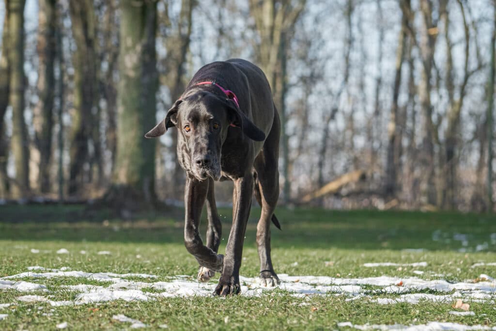 Dina - Deutsche Dogge - Bild 2