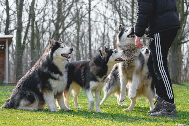 Susi - Alaskan Malamute - Bild 7