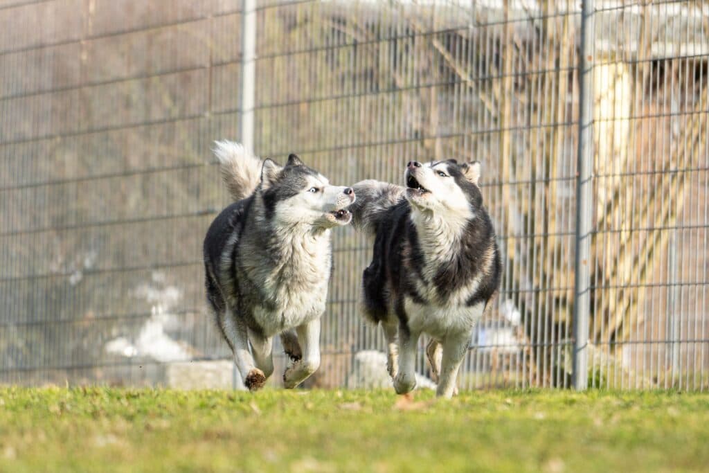 Happy - Alaskan Malamute - Bild 10