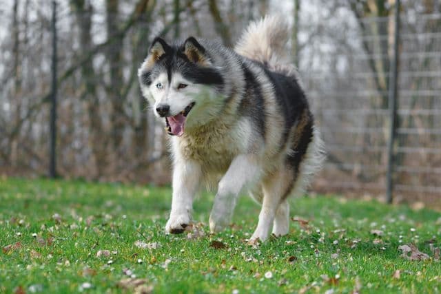 Alaskan Malamute-Mix Susi