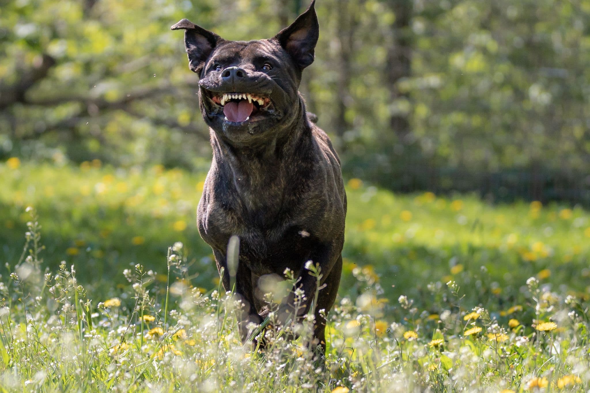Bulli - Cane Corso Italiano - Bild 8