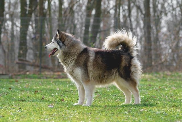 Susi - Alaskan Malamute - Bild 5