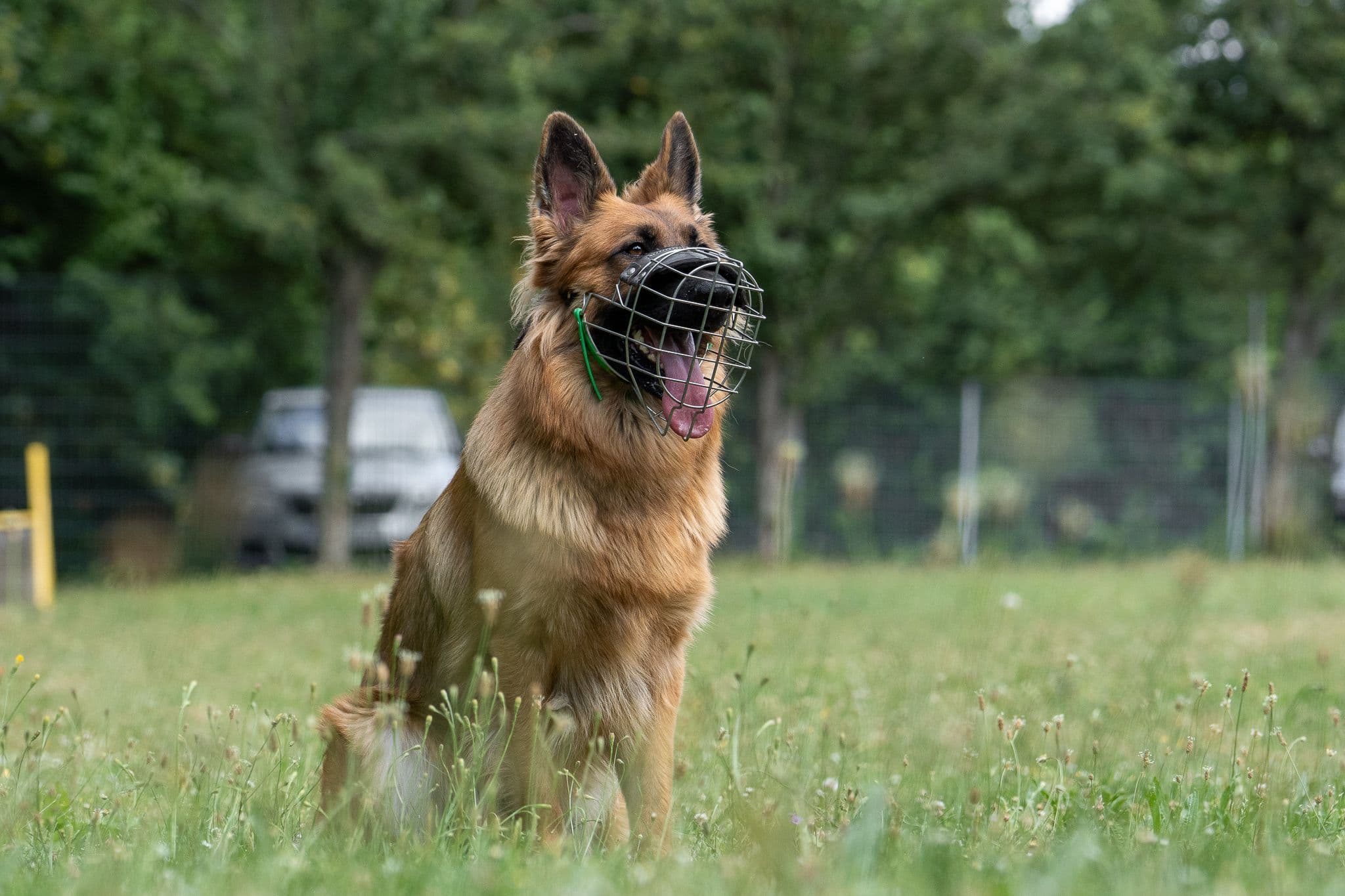 Bruno - Deutscher Schäferhund - Bild 8