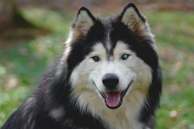 Amour - Alaskan Malamute - Bild 1