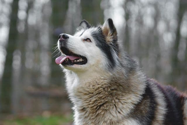 Susi - Alaskan Malamute - Bild 8