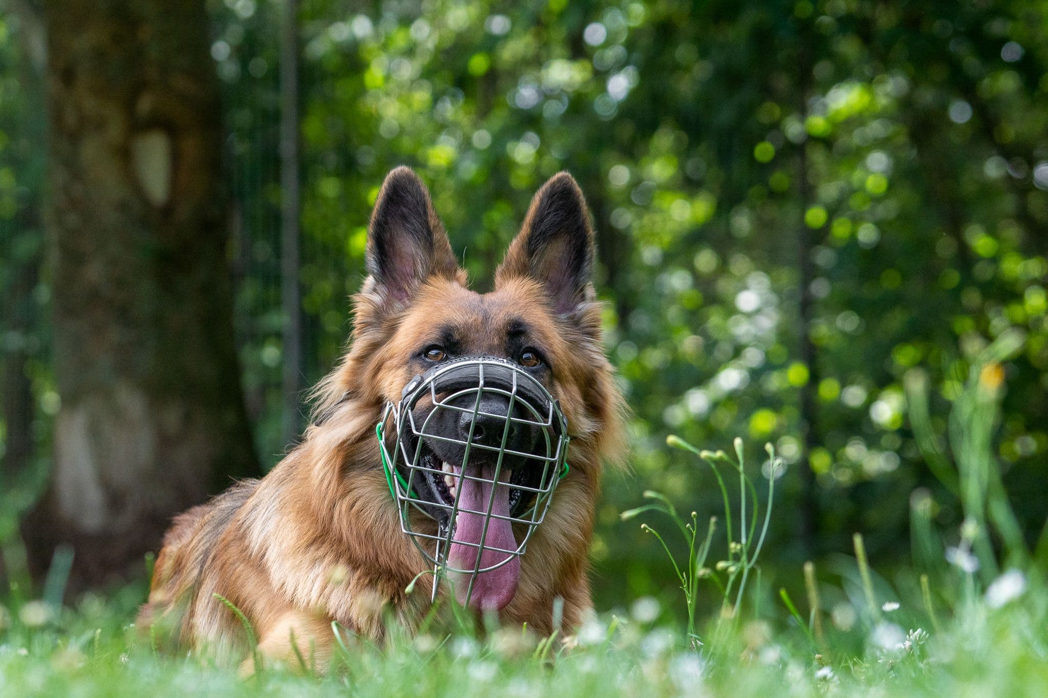 Bruno - Deutscher Schäferhund - Bild 10