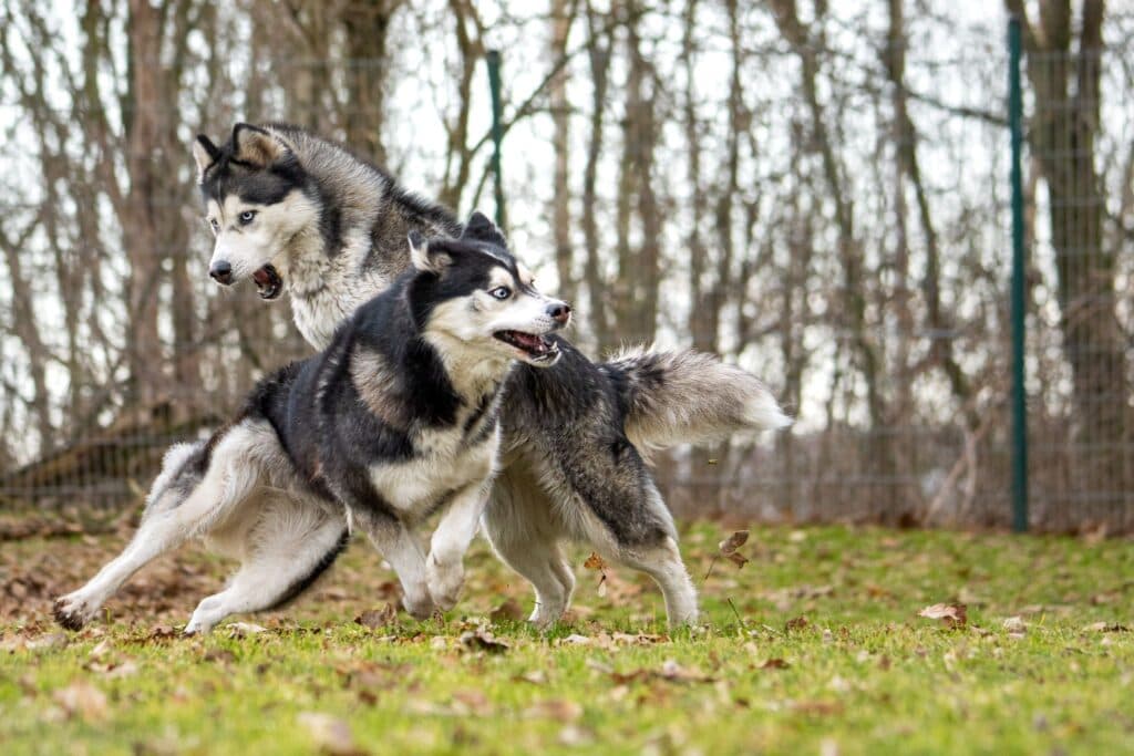 Happy - Alaskan Malamute - Bild 11