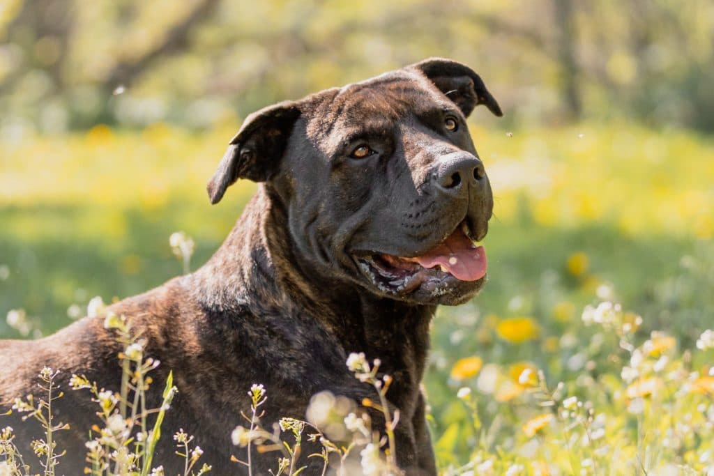 Bulli - Cane Corso Italiano - Bild 5